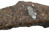 Cut & Polished Chondrite Meteorite ( g) Section - Morocco #225318-1